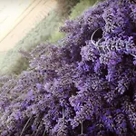 Gospodarstwo agroturystyczne Sonnellino In Maremma