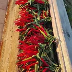 Sonnellino In Maremma