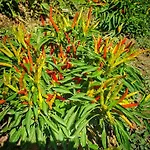 Sonnellino In Maremma Gospodarstwo agroturystyczne