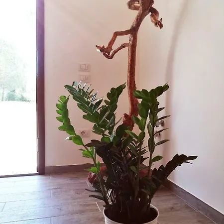 Sonnellino In Maremma Farm stay *