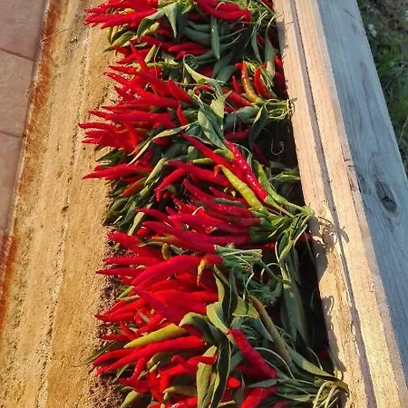 Sonnellino In Maremma
